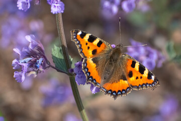 Schmetterling "Kleiner Fuchs"