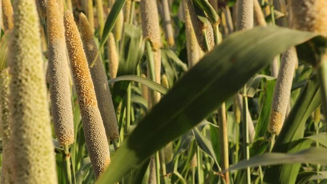 Millet or Sorghum an important cereal crop in field, of pearl millets (bajra). processing farm. view of millet stalks. millet or sorghum plant views in a farmland, cultivation pearls millet fields
