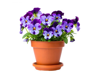 Purple Pansies in Pot