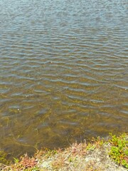 初夏の風のある近郊の田植えの済んだ田んぼ風景