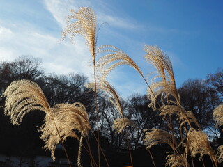 ススキのある風景
