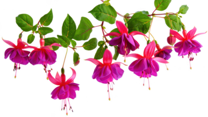 Fuchsia Flowers Branch