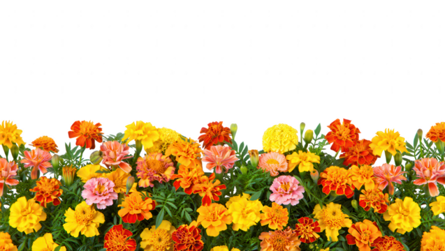 Autumn Flower Border