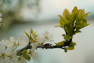 Close-up of blooming white cherry or plum blossoms with fresh green leaves on a branch in spring.
