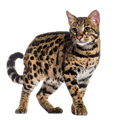 Exotic feline grace, elegant spotted bengal cat, looking back poised stance on transparent background