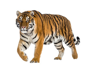 Fototapeta premium Majestic tiger strides forward with powerful grace on plain backdrop on transparent background