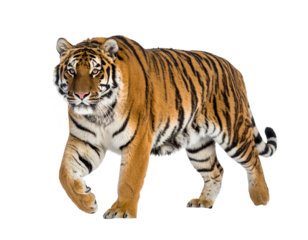 Majestic tiger strides forward with powerful grace on plain backdrop on transparent background