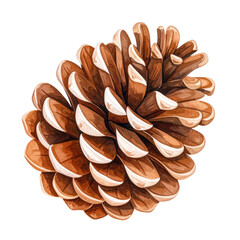A detailed watercolor illustration of a pinecone with brown scales and white tips, perfect for seasonal designs. This natural element adds a cozy touch to any project.