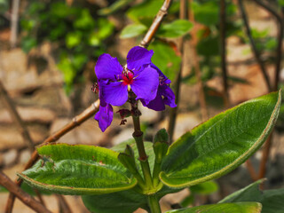 Pleroma heteromallum or Tibouchina grandifolia, bright flower and green velvety leaves, close up. Purple glory tree is sprawling woody evergreen shrub, flowering plant in the family Melastomataceae.