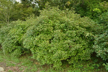 Fototapeta premium Acanthopanax sessiliflorus Plant with Young Shoots and Fruits