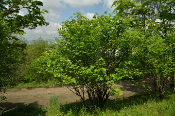 Acanthopanax sessiliflorus Plant with Young Shoots and Fruits