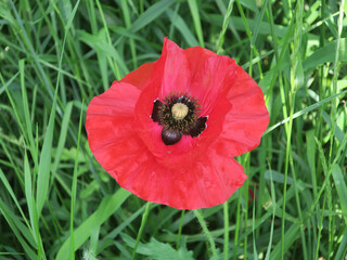 close up of a red poppy flower in the green