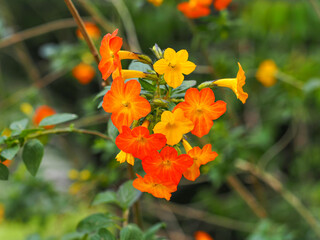 Streptosolen jamesonii or marmalade bush, orange flowers and yellow buds, close up. Orange marmalade or fire bush, straggling evergreen shrub, flowering plant in Solanaceae family, Browallieae tribe.