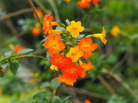 Streptosolen jamesonii or marmalade bush, orange flowers and yellow buds, close up. Orange marmalade or fire bush, straggling evergreen shrub, flowering plant in Solanaceae family, Browallieae tribe.