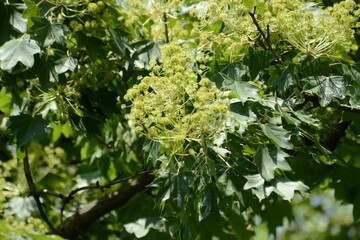 Kalopanax pictus Tree with Leaves and Flower Clusters