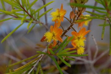 Bulbine frutescens