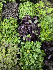 green leaves in the garden