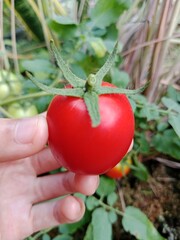 tomato in hand