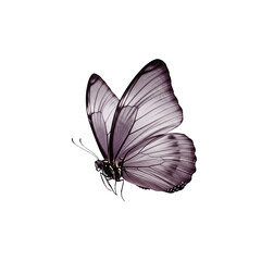 Elegant purple butterfly on black background