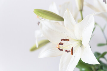 百合の白い花をグレー背景でアップ撮影33