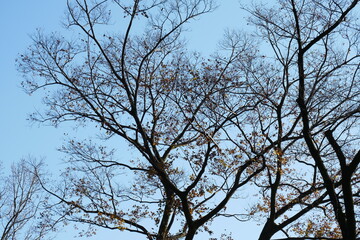 冬の穏やかな日の枝木