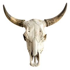 Longhorn Skull: Detailed Close-up of Animal Skull with Large Horns