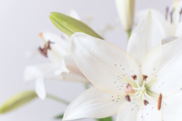 百合の白い花をグレー背景でアップ撮影36