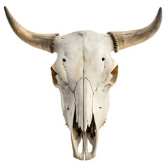 Longhorn Skull: Western Decor, Ranch, Cattle, Bone, Texas