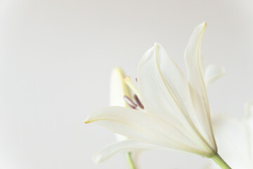 百合の白い花をグレー背景でアップ撮影39