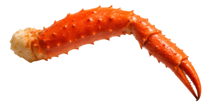 Cooked king crab leg with a vibrant orange shell and pointed claw, showcasing its texture and color.
