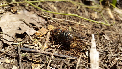 Insect T auletes, neotibicen tibicen, megatibicen auletes, dog day cicadas, cicadas, cicadae, giant cicada.