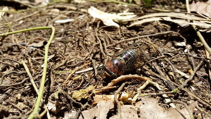Insect T auletes, neotibicen tibicen, megatibicen auletes, dog day cicadas, cicadas, cicadae, giant cicada. World Wildlife Conservation Day pada tanggal 4 Desember.