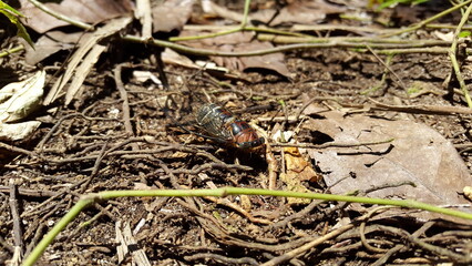 Insect T auletes, neotibicen tibicen, megatibicen auletes, dog day cicadas, cicadas, cicadae, giant cicada. Documentary on tropical rainforests and World Wildlife Conservation Day on December 4th.
