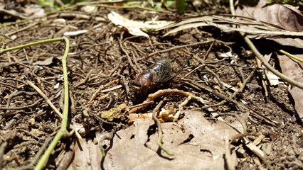 Insect T auletes, neotibicen tibicen, megatibicen auletes, dog day cicadas, cicadas, cicadae, giant cicada. Shot in a tropical rainforest.