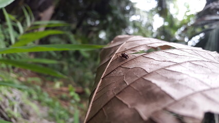 Carpenter ants (Camponotus gibber) large endemic ant indigenous to many forested parts of the...