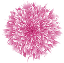 pink floral illustration. beauty flower isolated. blossom. chrysanthemum