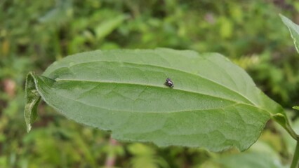 A small animal perched on a leaf. Shot in mountain. Publilia concava, Cyrtolobus tuberosus, Treehoppers, Aetalionidae, Melizoderidae, and Membracidae (Hemiptera), Vanduzea arquata