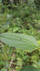 Black Locust Treehopper, A small animal perched on a leaf. Shot in a tropical rainforest. Aetalionidae, Melizoderidae, and Membracidae (Hemiptera), Vanduzea arquata, Genus Erechtia, Membracidae insect