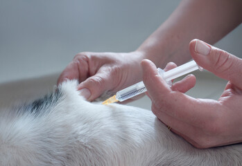 Veterinarian or assistant gives a dog a subcutaneous injection with a syringe with one hand. With the other hand he makes a fold in which the needle disappears