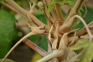 Tetrapanax papyriferus Plant with Leaves and Fruit Clusters

