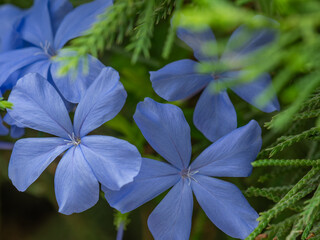 Simply purple flowers of cape plumbago outdoors in summer close-up. Lovely beauty image of nature.