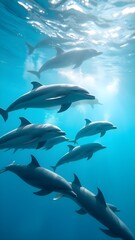Obraz premium dolphin in the water