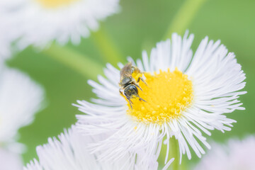 Obraz premium ハルジオンの蜜を集めるミツバチ