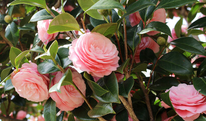 Close up of pink camellia flowers blooming in a sunny day background.