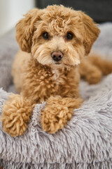 A cute, fluffy dog resting on a soft bed, perfect for pet lovers and animal photography enthusiasts