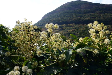 Fatsia japonica Tree with Leaves, Flowers, and Bark

