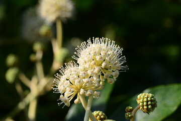 Fatsia japonica Tree with Leaves, Flowers, and Bark

