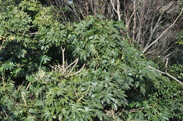 Fatsia japonica Tree with Leaves, Flowers, and Bark

