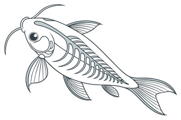 Detailed illustration of a glass catfish on white background