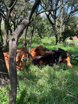 Grupo de Vacas en un Pastizal con &Aacute;rboles en Envigado, Colombia